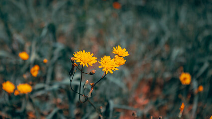 yellow flowers in the field
