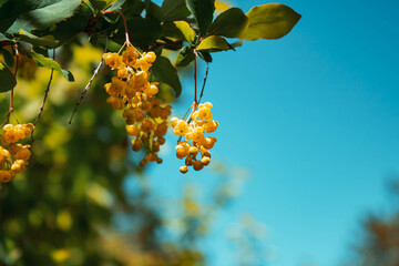 barberry flowers