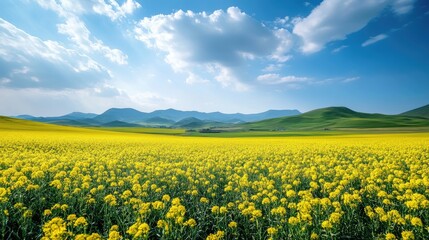 Obraz premium Vibrant Yellow Flower Field Under a Blue Sky and Rolling Hills