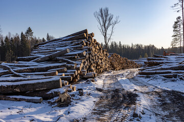 Pile of logs is stacked in a snowy field