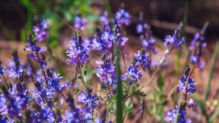 purple flowers in the garden