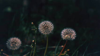 dandelion in bloom