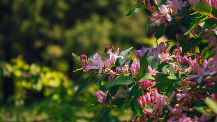 bee on pink flowers in the garden