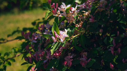 pink flowers in the garden
