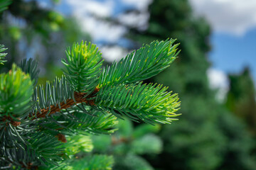 pine tree branches