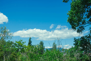 forest, green grass and blue sky