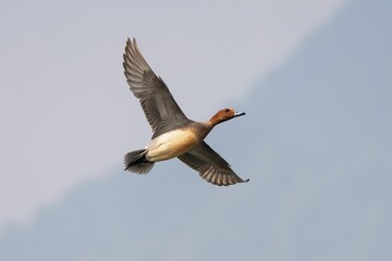 Redhead Duck in Flight