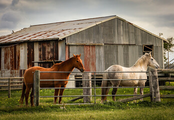Horses in front of an old barn in a green paddock.