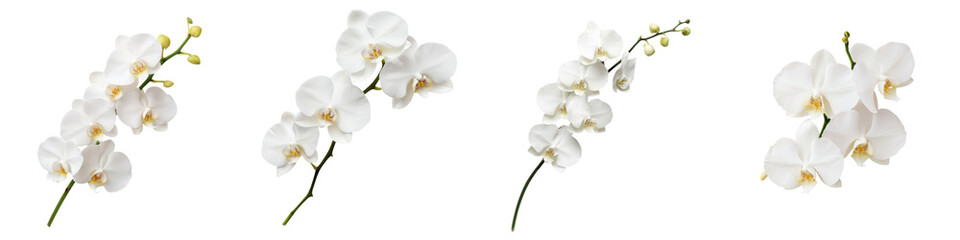 Stunning White Orchid Flowers Blooming on Graceful Green Stems Exuding Elegance and Natural Beauty