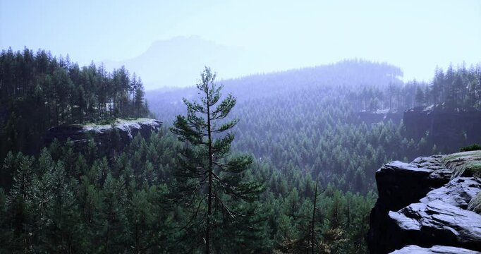 A serene view showcases dense green pine trees across rolling hills, illuminated by soft morning light. A single tall tree stands prominently on the rocky cliff edge, creating a peaceful atmosphere.