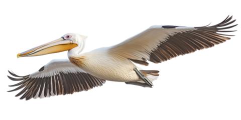 Majestic Pelican in Flight