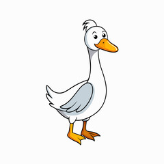 white duck isolated on white
