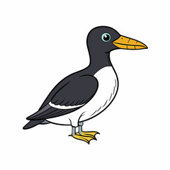 black and white murre 