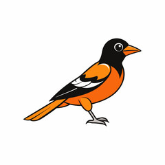 oriole bird on a white background