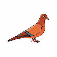 vector illustration of a pigeon