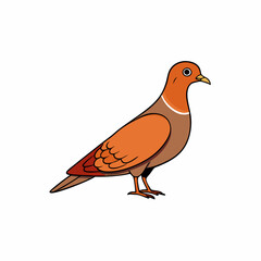 vector illustration of a pigeon