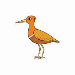 woodcock bird on a white background