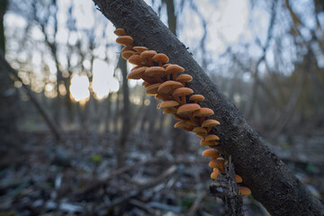 Edible Enokitake mushroom in winter evening. Flammulina velutipes in natural environment