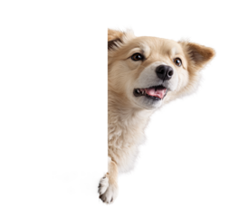 A realistic dog with its head tilted, peeking out from behind an invisible edge, with fluffy fur details, isolated with transparency