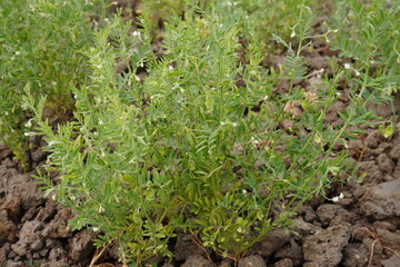 Lentils and tiny white flowers are on the lentil plants on the vegetable bed 
