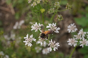 A honey bee is collecting honey from the white coriander flower in close up 