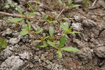 Waterhemp or Amaranthus tuberculatusa common agricultural weed has been growing on the ground 