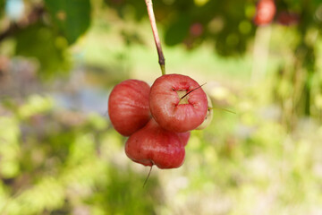 A bunch of red water apples hangs on the tree.