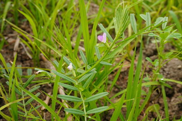 Tiny pink flowers are blooming on the common vetch plant along with its tiny leaves 