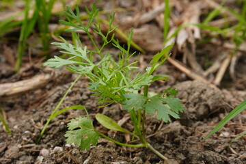 The coriander seedling on the agricultural field in close up 