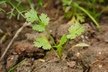 The coriander plant with its tiny green leaves in close up with a blurry background 