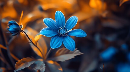 Delicate blue wildflower blooming in natural outdoor setting under clear sky