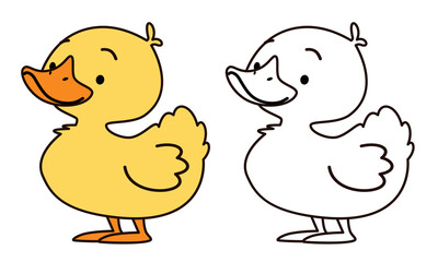 Flat vector illustration for children's coloring book. Cute duck in black and white and color version. Farm pets . Vector illustration