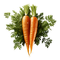 fresh carrots with leaves isolated