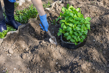 Female gardener planting bell pepper seedlings in the garden