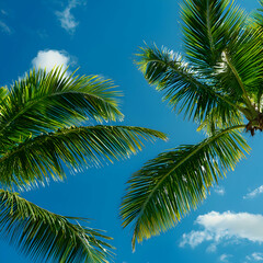 Fototapeta premium Tropical Palm Fronds Against a Bright Blue Sky