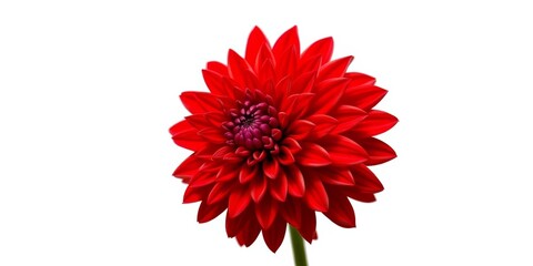A vibrant red chrysanthemum, petals fully open, isolated against a pure white background, bloom, vibrant