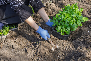 Female gardener planting bell pepper seedlings in the garden