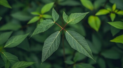 Lush Green Leaves  Vibrant Foliage  Nature Background  High Resolution Plant Photography