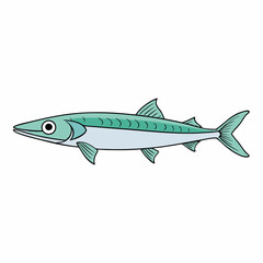 barracuda fish isolated on white