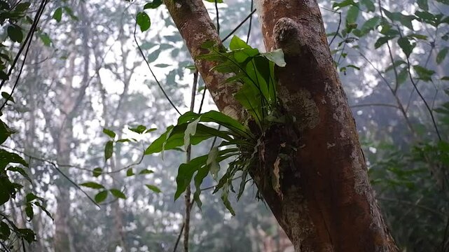 Asplenium nidus on tree. Bird's-nest fern.