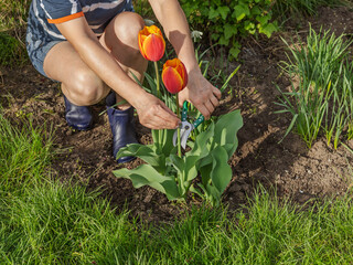 Female gardener with a pruner shears the tulip flower.