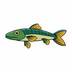 killifish on white background