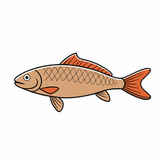 rudd fish on a white background