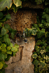 old stone fountain overgrown with ivy