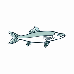 snook fish vector illustration