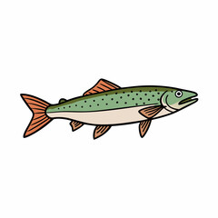 vector illustration of a trout fish