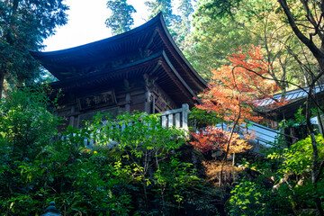 Mountain Shrine Surrounded by Trees