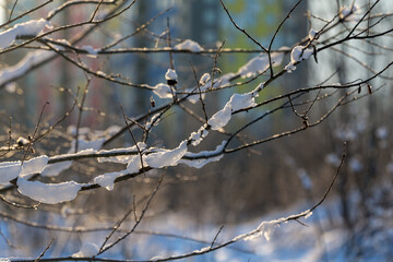 branches under snow in winter