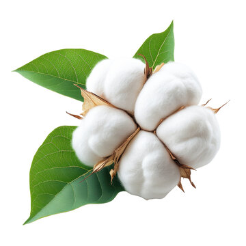 Close up of a cotton boll with green leaf isolated on transparent background.