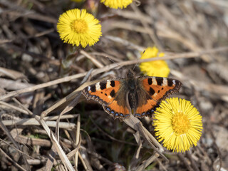 butterfly on the first flowers in spring closeup